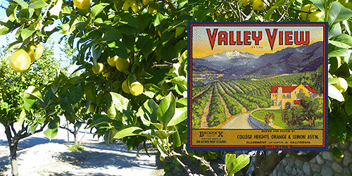 Lemon trees and Valley View label photo